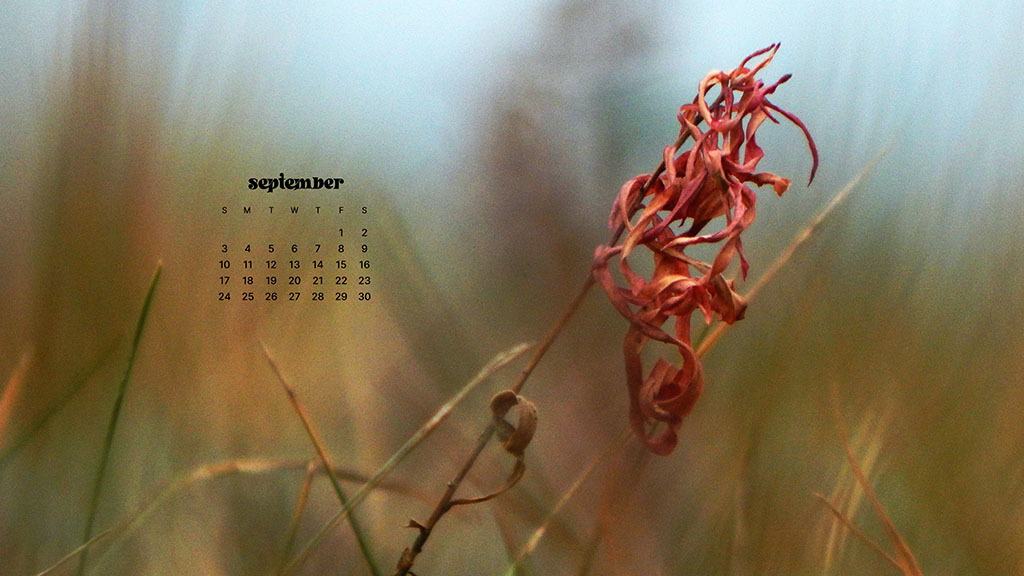 SEPTEMBER 2023 WALLPAPERS – 45 FREE PHONE &#038; DESKTOP CALENDARS!, Oh So Lovely Blog