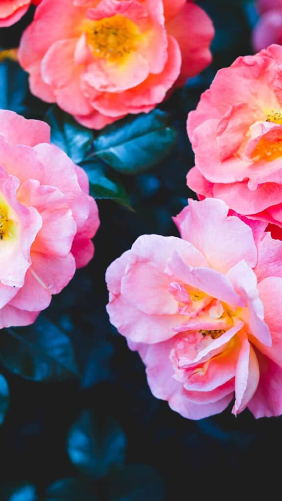 June 2024 Wallpapers – 60 free phone &#038; desktop calendars &#038; LGBTQA+ Pride Month, Oh So Lovely Blog