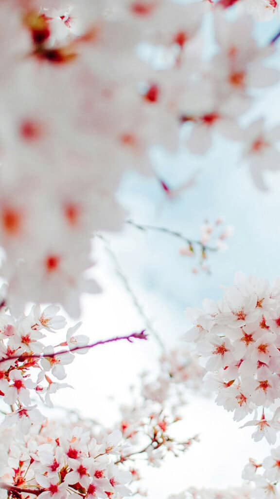 July 2024 Wallpapers – 60 Free Phone &#038; Desktop Calendars + Disability Pride, Oh So Lovely Blog