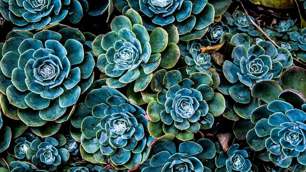July 2024 Wallpapers – 60 Free Phone &#038; Desktop Calendars + Disability Pride, Oh So Lovely Blog
