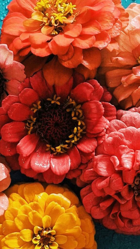 AUGUST 2024 WALLPAPERS – 54 FREE PHONE &amp; DESKTOP CALENDARS!, Oh So Lovely Blog
