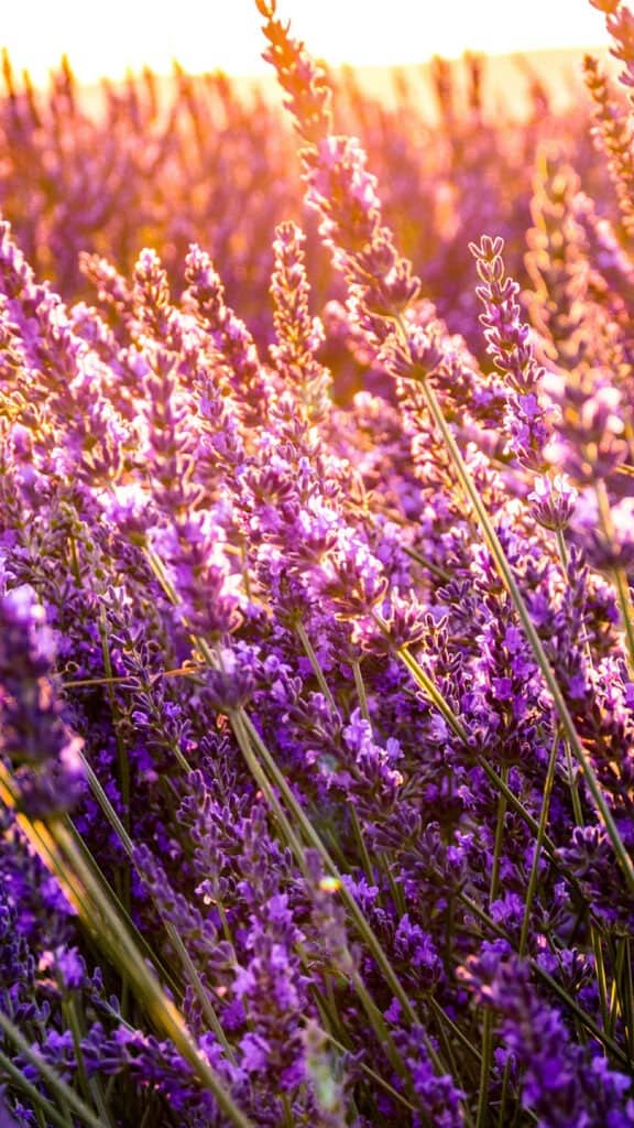 AUGUST 2024 WALLPAPERS – 54 FREE PHONE &amp; DESKTOP CALENDARS!, Oh So Lovely Blog