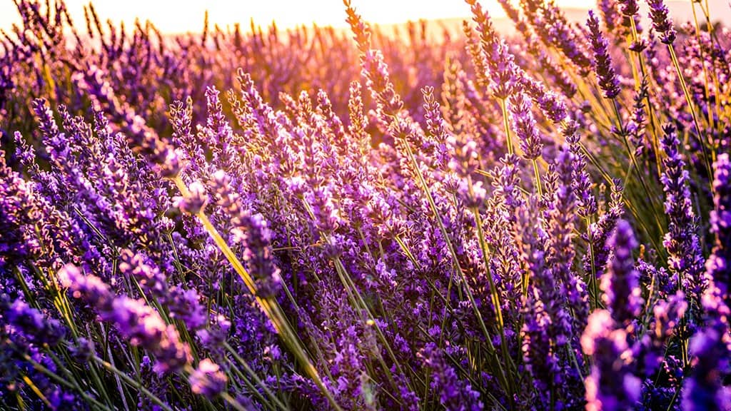 AUGUST 2024 WALLPAPERS – 54 FREE PHONE &amp; DESKTOP CALENDARS!, Oh So Lovely Blog