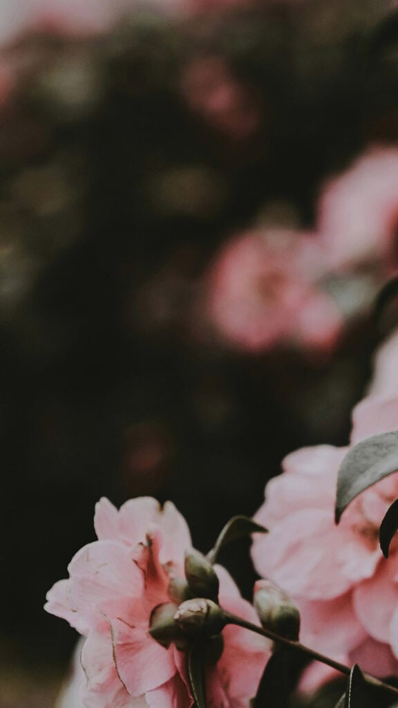 AUGUST 2024 WALLPAPERS – 54 FREE PHONE &amp; DESKTOP CALENDARS!, Oh So Lovely Blog