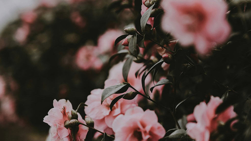 AUGUST 2024 WALLPAPERS – 54 FREE PHONE &amp; DESKTOP CALENDARS!, Oh So Lovely Blog