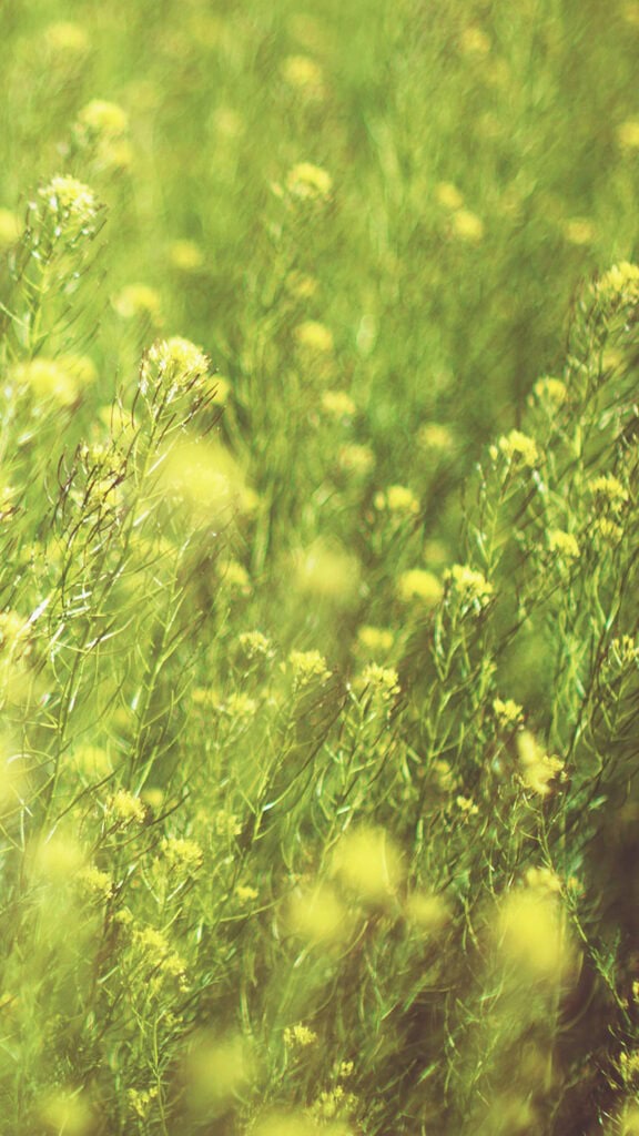 AUGUST 2024 WALLPAPERS – 54 FREE PHONE &amp; DESKTOP CALENDARS!, Oh So Lovely Blog