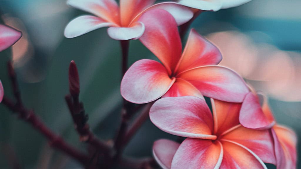 AUGUST 2024 WALLPAPERS – 54 FREE PHONE &amp; DESKTOP CALENDARS!, Oh So Lovely Blog