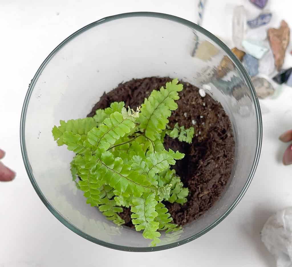 DIY terrarium