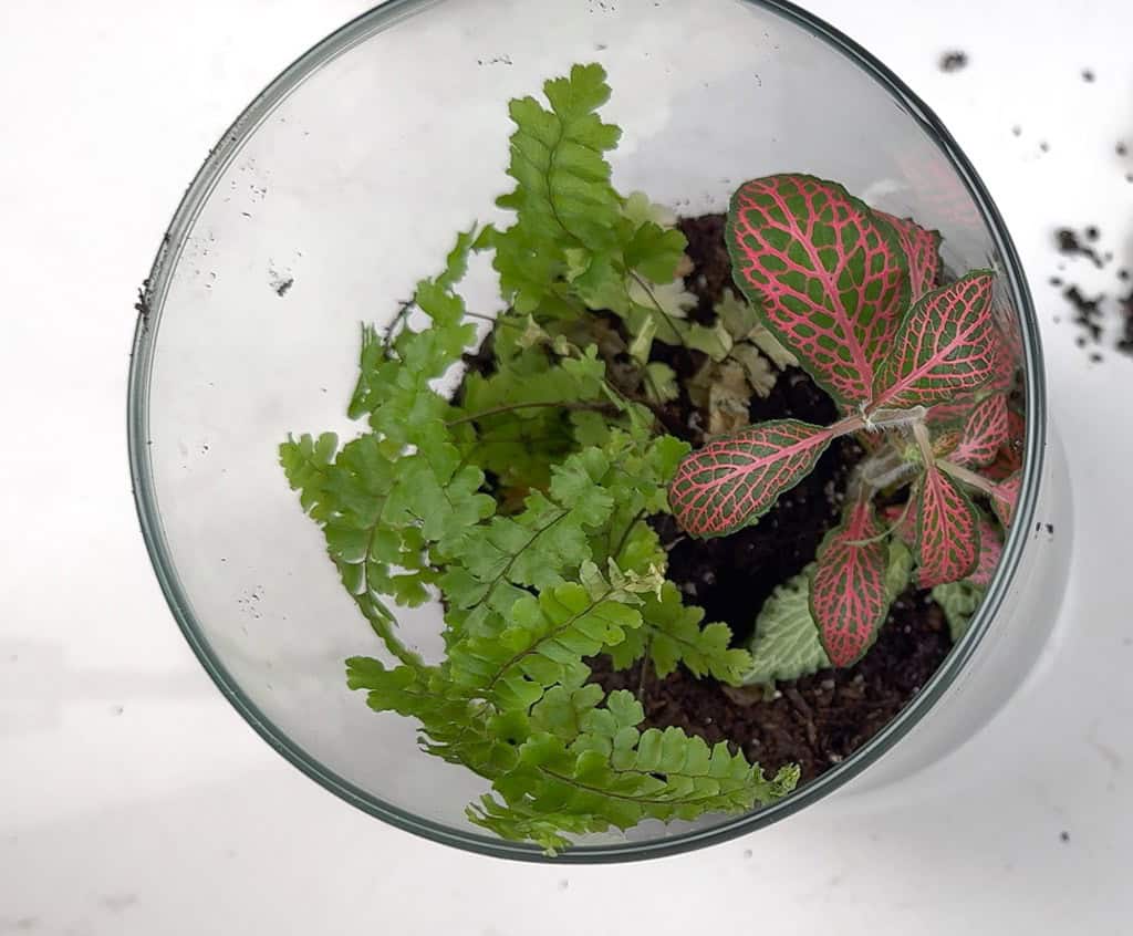 DIY terrarium