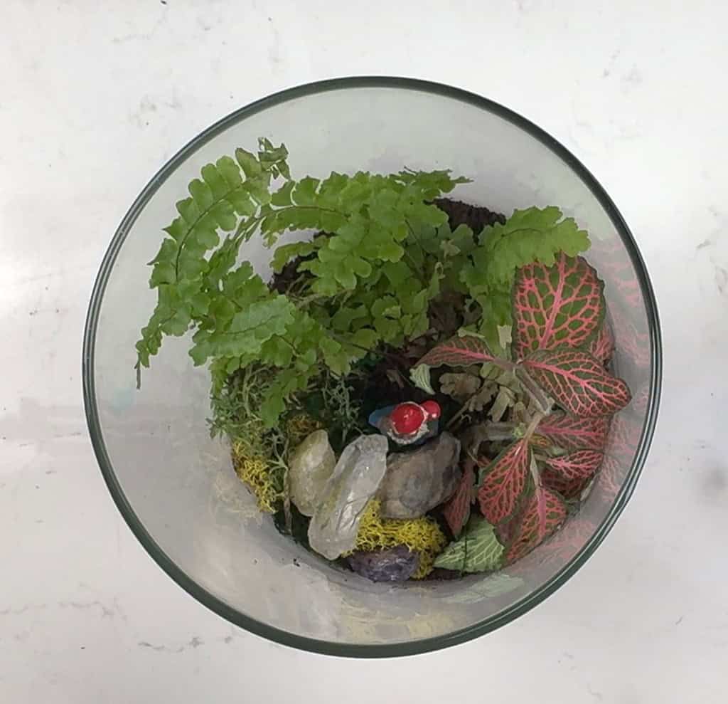 DIY terrarium