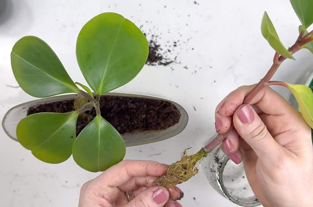 DIY terrarium