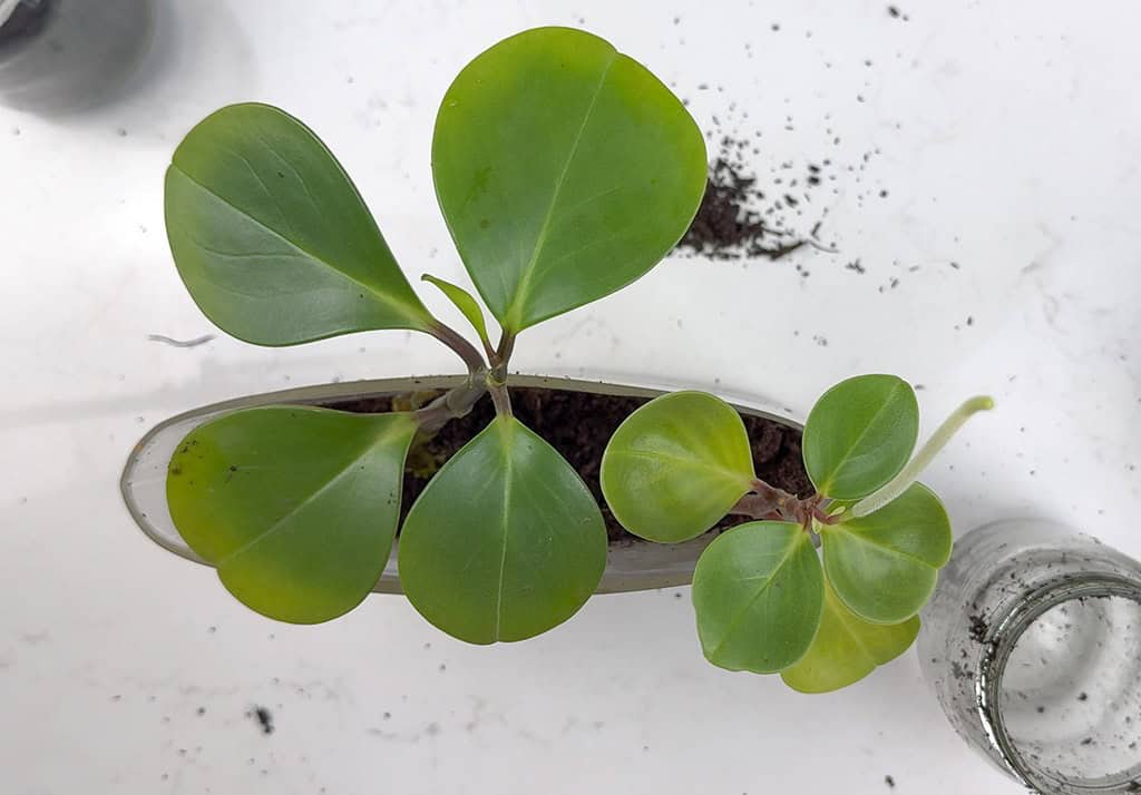 How to Make a DIY Terrarium, Oh So Lovely Blog