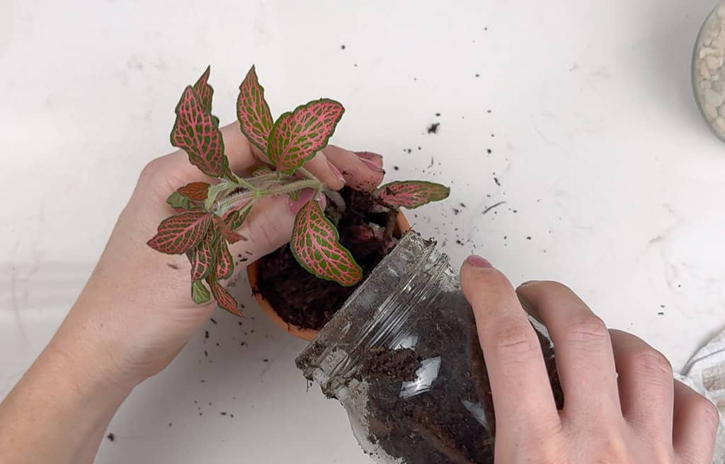 How to Make a DIY Terrarium, Oh So Lovely Blog