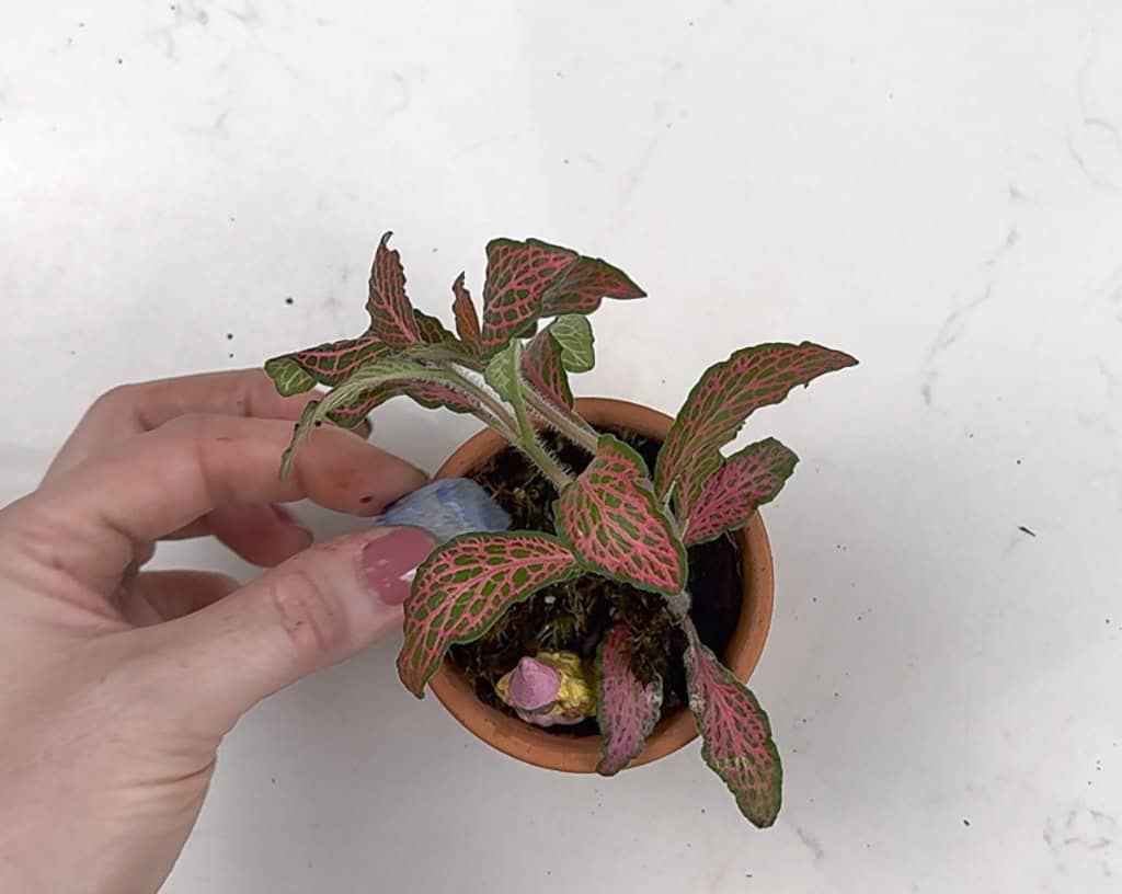 How to Make a DIY Terrarium, Oh So Lovely Blog