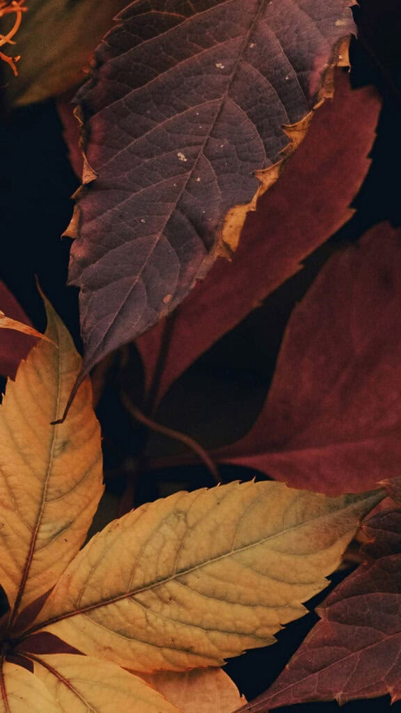 SEPTEMBER 2024 WALLPAPERS – 60 FREE PHONE &amp; DESKTOP CALENDARS + Hispanic Heritage Month Options!, Oh So Lovely Blog