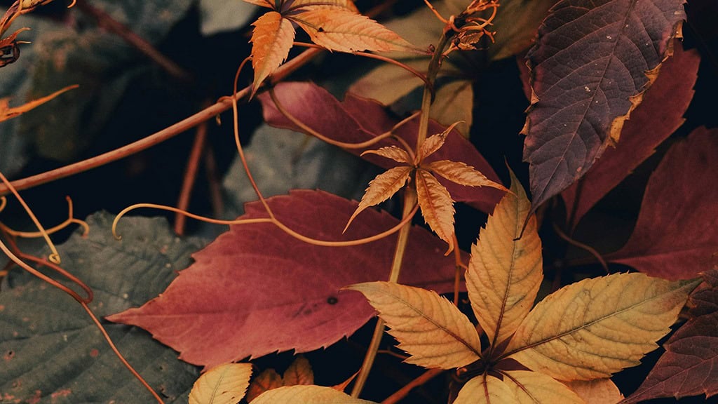 SEPTEMBER 2024 WALLPAPERS – 60 FREE PHONE &amp; DESKTOP CALENDARS + Hispanic Heritage Month Options!, Oh So Lovely Blog