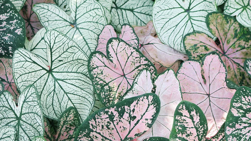 SEPTEMBER 2024 WALLPAPERS – 60 FREE PHONE &amp; DESKTOP CALENDARS + Hispanic Heritage Month Options!, Oh So Lovely Blog