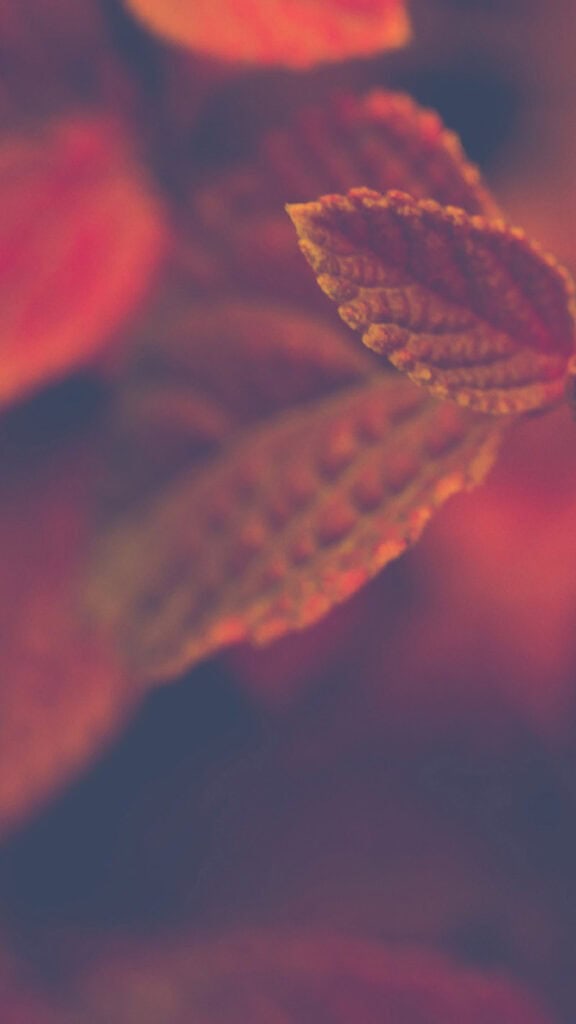 SEPTEMBER 2024 WALLPAPERS – 60 FREE PHONE &amp; DESKTOP CALENDARS + Hispanic Heritage Month Options!, Oh So Lovely Blog