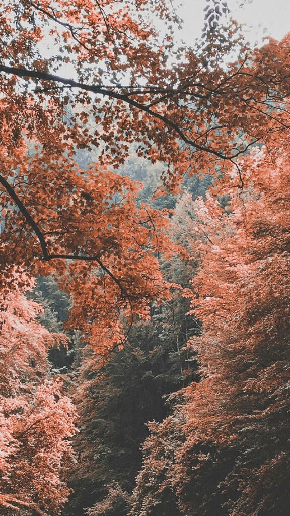 OCTOBER 2024 WALLPAPERS – 60 FREE PHONE &amp; DESKTOP CALENDARS!, Oh So Lovely Blog
