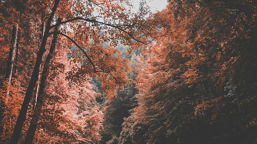 OCTOBER 2024 WALLPAPERS – 60 FREE PHONE &amp; DESKTOP CALENDARS!, Oh So Lovely Blog