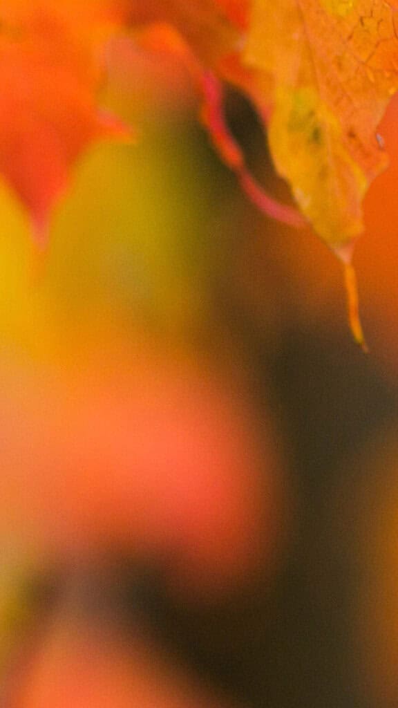 OCTOBER 2024 WALLPAPERS – 60 FREE PHONE &amp; DESKTOP CALENDARS!, Oh So Lovely Blog