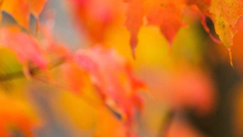 OCTOBER 2024 WALLPAPERS – 60 FREE PHONE &amp; DESKTOP CALENDARS!, Oh So Lovely Blog