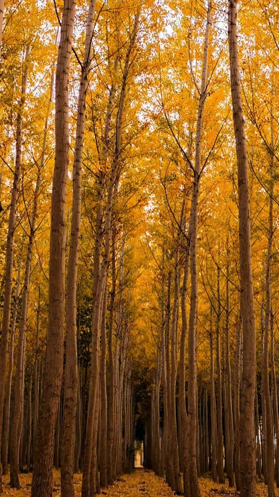 OCTOBER 2024 WALLPAPERS – 60 FREE PHONE &amp; DESKTOP CALENDARS!, Oh So Lovely Blog
