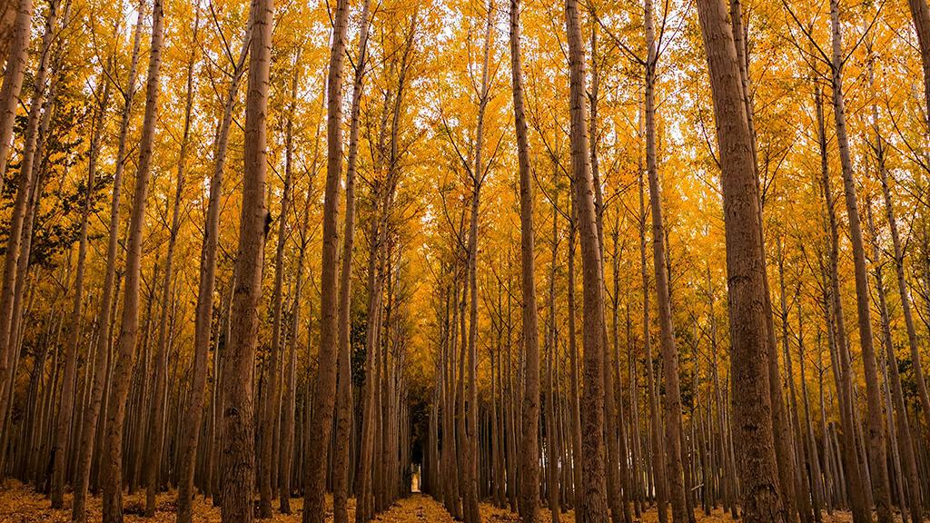 OCTOBER 2024 WALLPAPERS – 60 FREE PHONE &amp; DESKTOP CALENDARS!, Oh So Lovely Blog