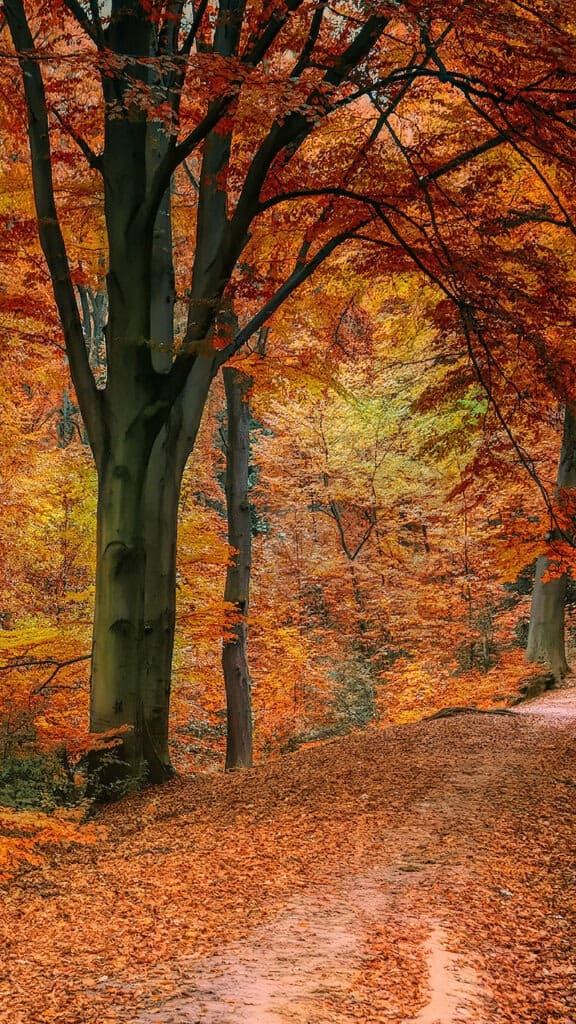 NOVEMBER 2024 WALLPAPERS – 60 FREE PHONE &amp; DESKTOP CALENDARS!, Oh So Lovely Blog