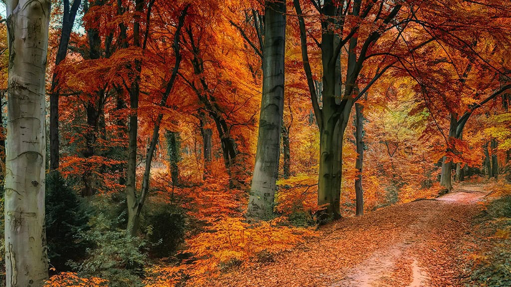 NOVEMBER 2024 WALLPAPERS – 60 FREE PHONE &amp; DESKTOP CALENDARS!, Oh So Lovely Blog
