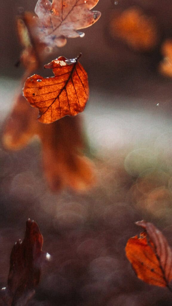 NOVEMBER 2024 WALLPAPERS – 60 FREE PHONE &amp; DESKTOP CALENDARS!, Oh So Lovely Blog