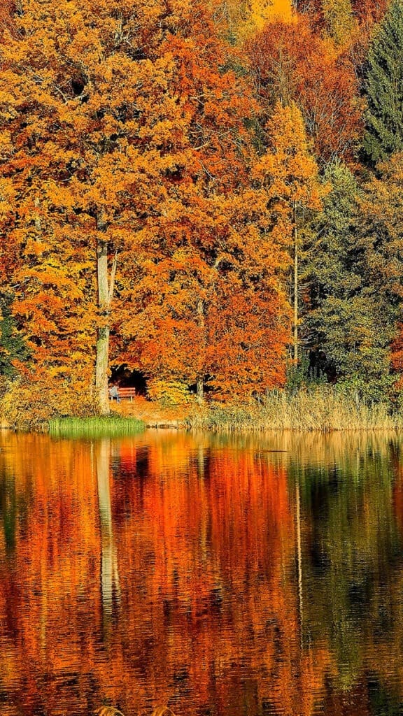 NOVEMBER 2024 WALLPAPERS – 60 FREE PHONE &amp; DESKTOP CALENDARS!, Oh So Lovely Blog