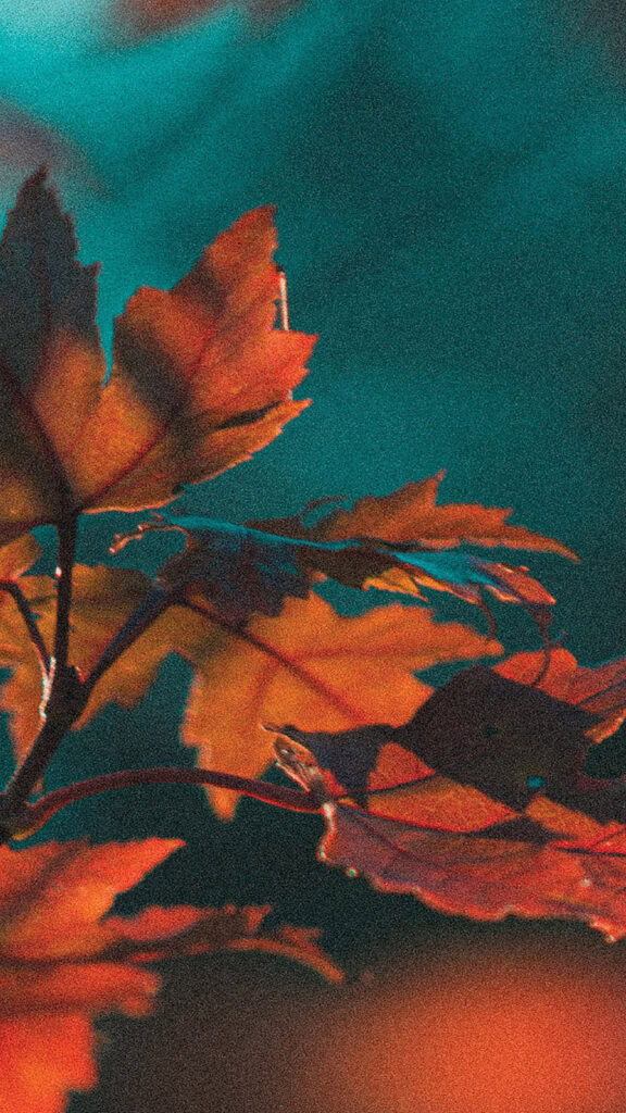 NOVEMBER 2024 WALLPAPERS – 60 FREE PHONE &amp; DESKTOP CALENDARS!, Oh So Lovely Blog