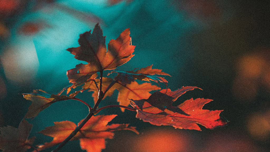 NOVEMBER 2024 WALLPAPERS – 60 FREE PHONE &amp; DESKTOP CALENDARS!, Oh So Lovely Blog