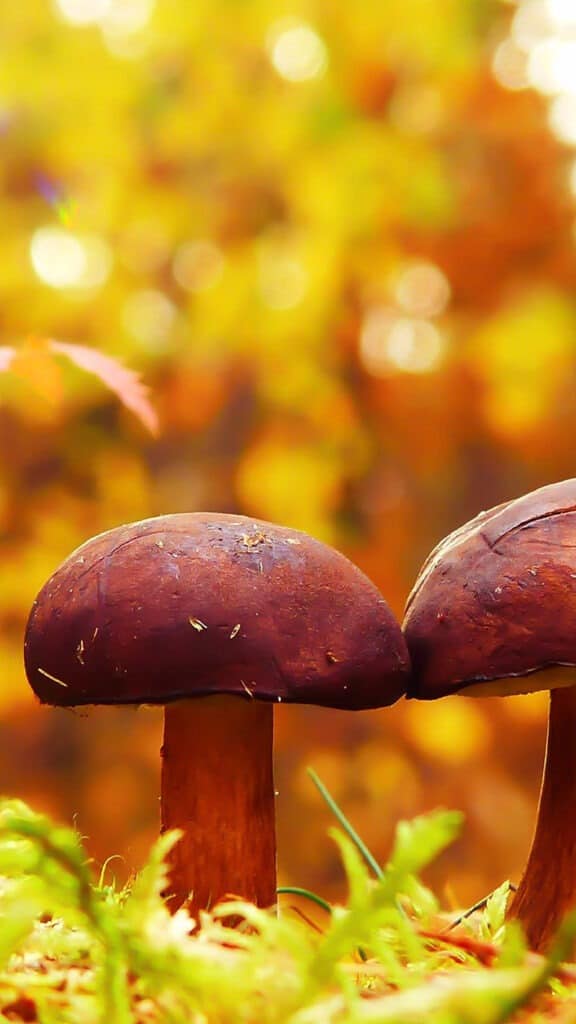NOVEMBER 2024 WALLPAPERS – 60 FREE PHONE &amp; DESKTOP CALENDARS!, Oh So Lovely Blog
