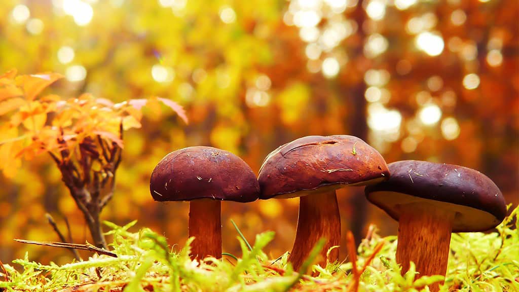NOVEMBER 2024 WALLPAPERS – 60 FREE PHONE &amp; DESKTOP CALENDARS!, Oh So Lovely Blog