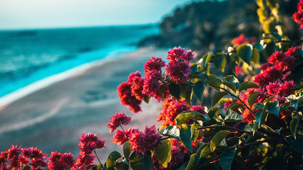 2025 Desktop Wallpapers – 55 Free &amp; Lovely Options!, Oh So Lovely Blog