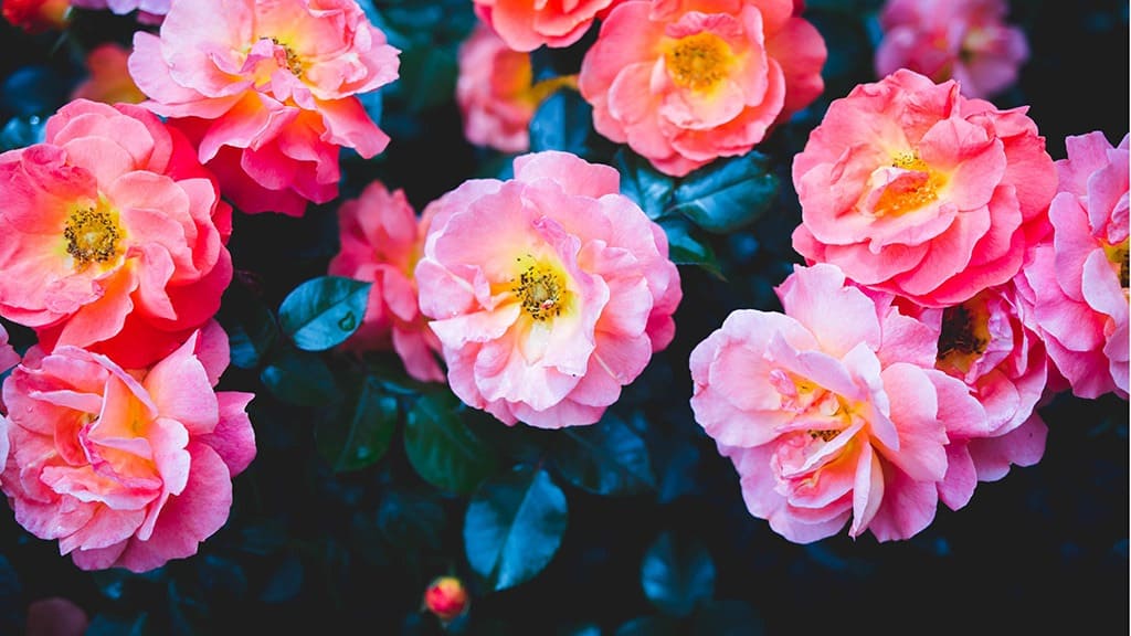 2025 Desktop Wallpapers – 55 Free &amp; Lovely Options!, Oh So Lovely Blog