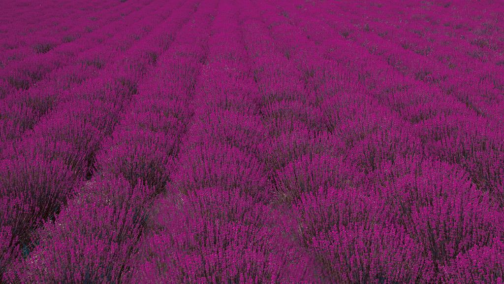 2025 Desktop Wallpapers – 55 Free &amp; Lovely Options!, Oh So Lovely Blog
