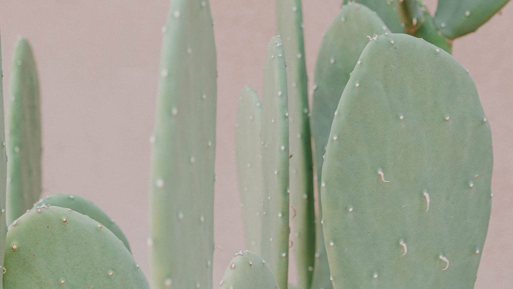 January 2025 – 55 Free Phone &amp; Desktop Calendars!, Oh So Lovely Blog