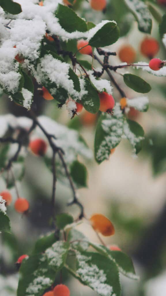 January 2025 – 55 Free Phone &amp; Desktop Calendars!, Oh So Lovely Blog
