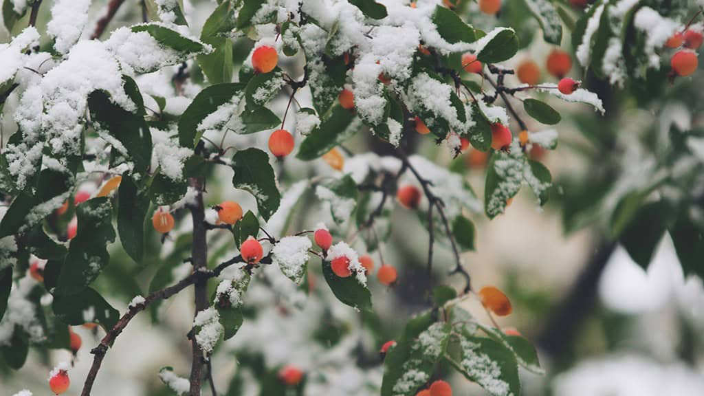 January 2025 – 55 Free Phone &amp; Desktop Calendars!, Oh So Lovely Blog