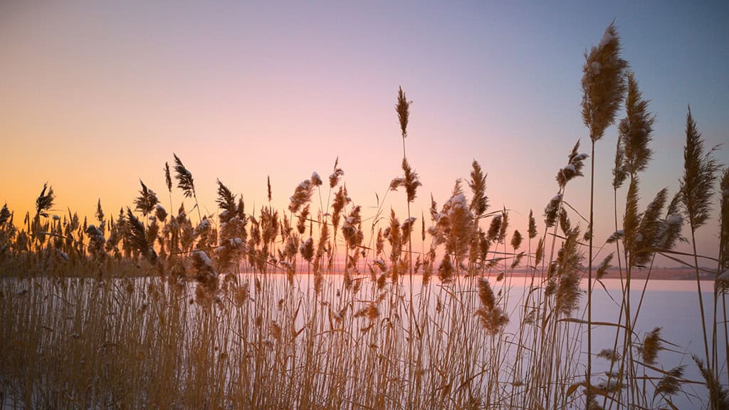 February 2025 wallpapers – 55 free phone &#038; desktop calendars + Black History Month options, Oh So Lovely Blog