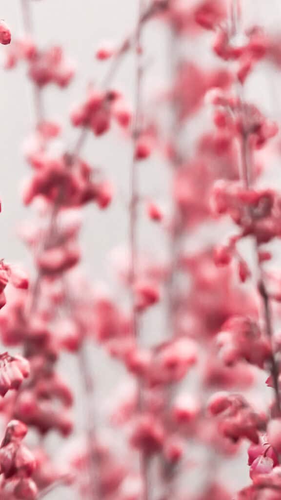 February 2025 wallpapers – 55 free phone &#038; desktop calendars + Black History Month options, Oh So Lovely Blog