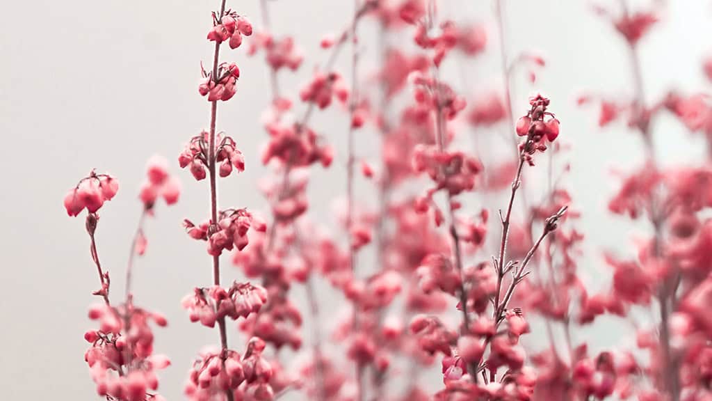 February 2025 wallpapers – 55 free phone &#038; desktop calendars + Black History Month options, Oh So Lovely Blog