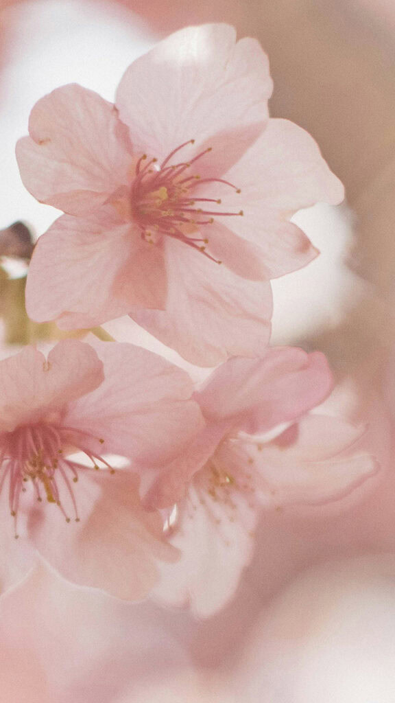 MARCH 2025 WALLPAPERS – 55 FREE PHONE &amp; DESKTOP Options + Women&#8217;s History Month, Oh So Lovely Blog
