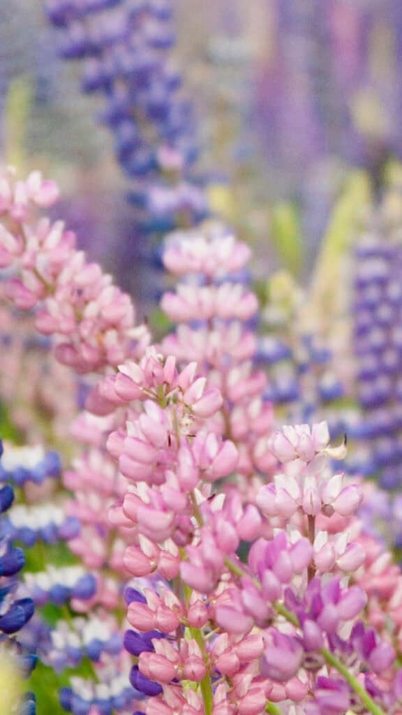 MARCH 2025 WALLPAPERS – 55 FREE PHONE &amp; DESKTOP Options + Women&#8217;s History Month, Oh So Lovely Blog