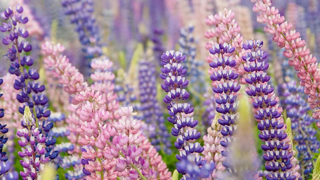 MARCH 2025 WALLPAPERS – 55 FREE PHONE &amp; DESKTOP Options + Women&#8217;s History Month, Oh So Lovely Blog