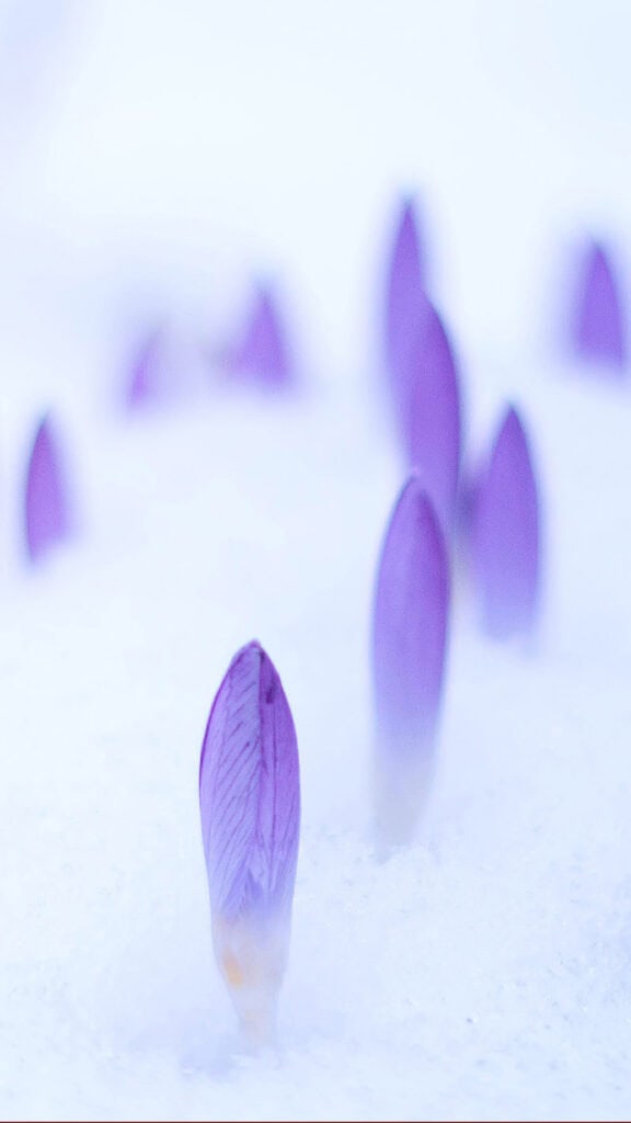 MARCH 2025 WALLPAPERS – 55 FREE PHONE &amp; DESKTOP Options + Women&#8217;s History Month, Oh So Lovely Blog