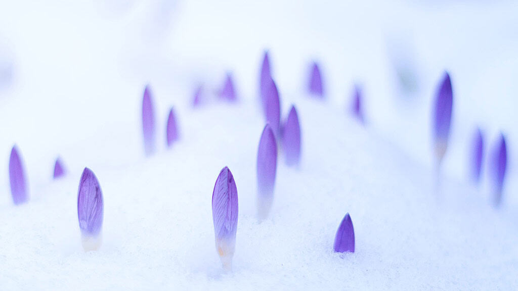 MARCH 2025 WALLPAPERS – 55 FREE PHONE &amp; DESKTOP Options + Women&#8217;s History Month, Oh So Lovely Blog